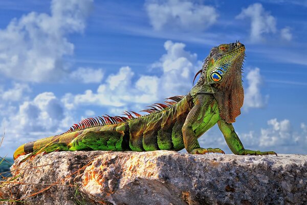 Iguane vert sur pierre bronzant