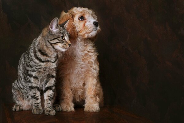 Studio-Foto einer Katze mit einem Hund