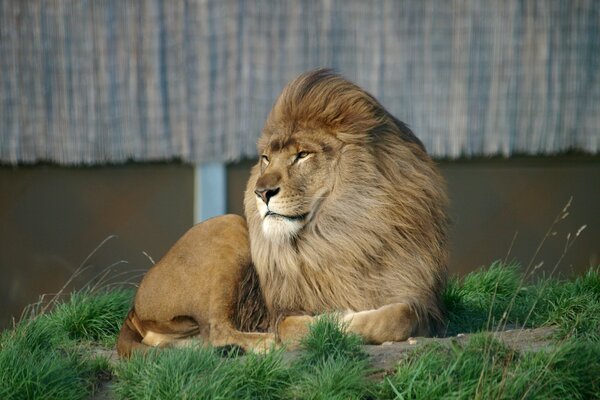 The lion is resting lying on the grass