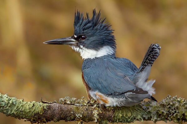 A ruffled kingfisher sits on a branch