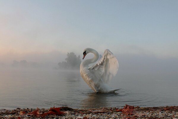 Cisne flotando en el mar de niebla