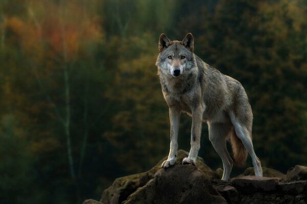 Lobo gris de pie en una roca en el bosque de otoño