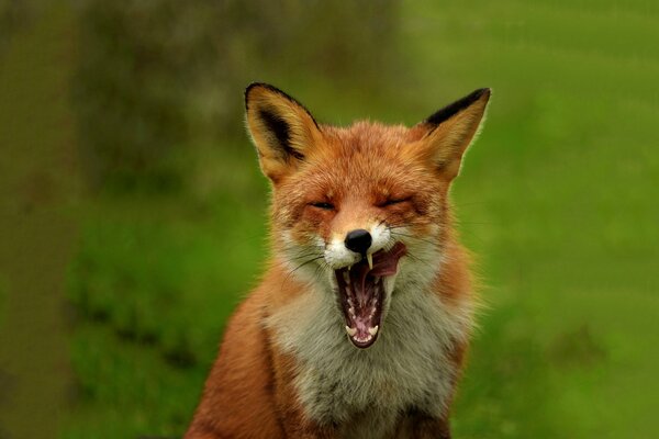 Der Fuchs gähnt in der Natur mit offenem Maul