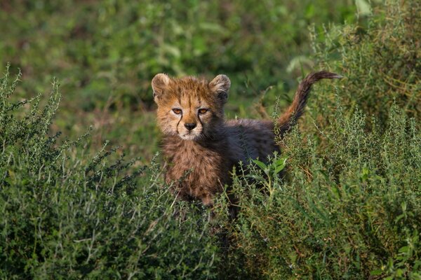 Geparden-Kind, das neugierig aus dem Gras schaut