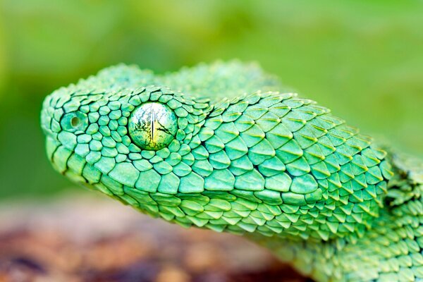 The head of a green reptile with an open eye