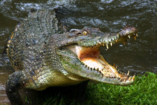 Crocodile alligator open mouth