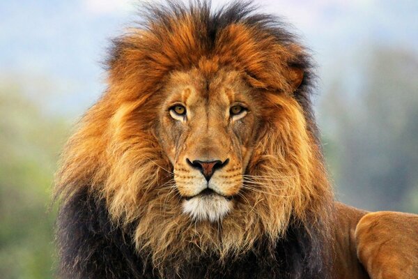 The lion is the king of beasts, lying on the ground and looking at the camera