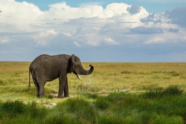 Ein einsamer Elefant steht im Tal und schaut mit erhobenem Rüssel in die Ferne