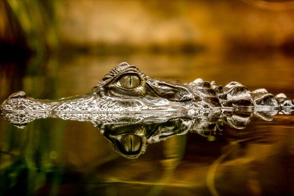 Das Krokodil verbarg sich im ruhigen Wasser