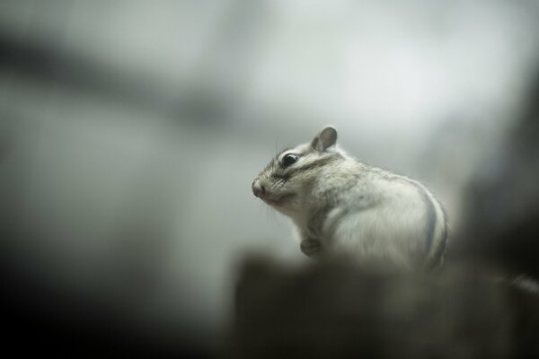 Squirrel in nature on a dark background