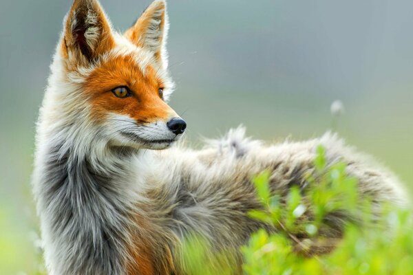 Hermosa mirada de zorro en la naturaleza