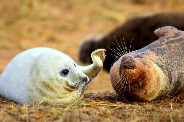 Drôle Seal et sa mère