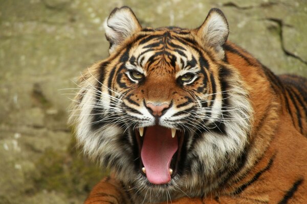 Tigre majestueux à bouche ouverte