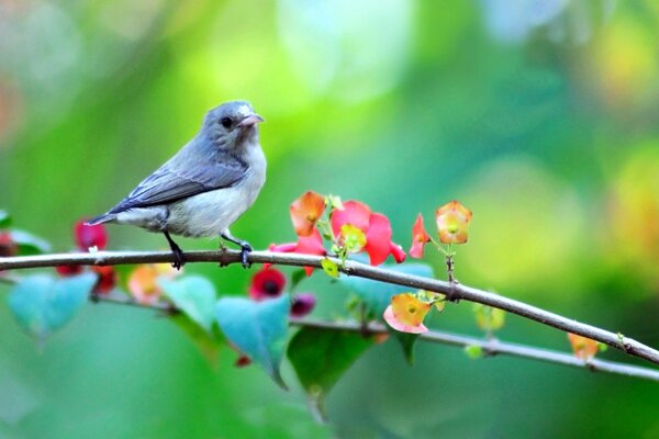 Pájaro en una rama con flores de primavera a veces