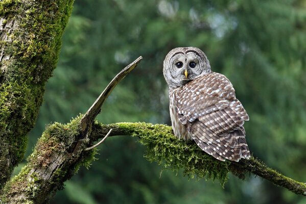 The big-eyed owl sat down on the moss
