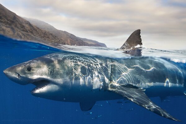 Power and beauty, sea huntress