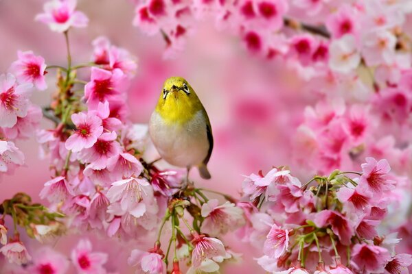 Japonés de ojos blancos en flor de Sakura