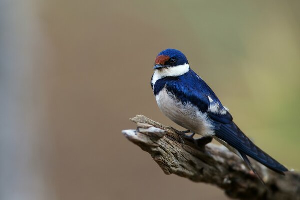 A swallow bird sitting on a branch, on a blurry background