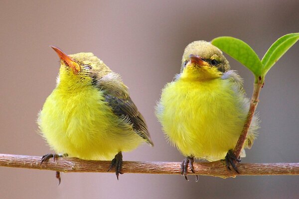 Пара желтых птичек на ветке