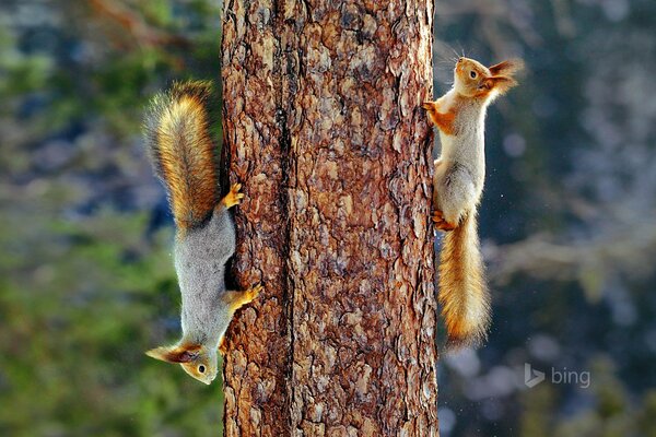 Eurasische rote Eichhörnchen auf dem Tisch der finnischen Kiefer