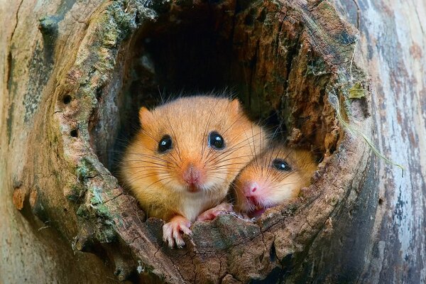 Nest of field mice in a hollow tree