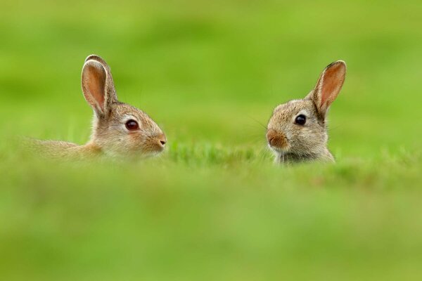 Hasen im grünen Gras auf verschwommenem Hintergrund