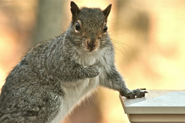 Grey squirrel on a blurry background