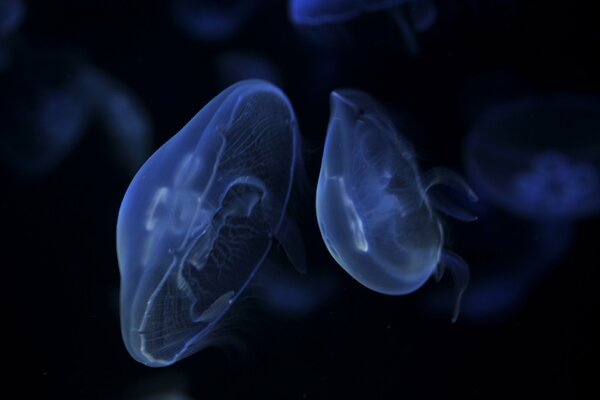 Two big blue jellyfish swim