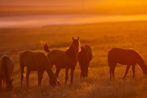 Horses grass herd nature