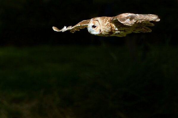 Búho volando en el bosque nocturno