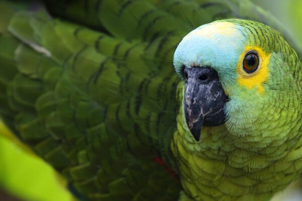 Il pappagallo verde ha pensato a qualcosa