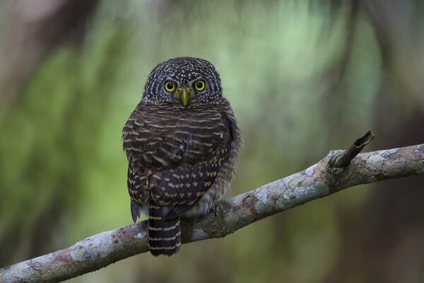 Oiseau sur une branche de hibou