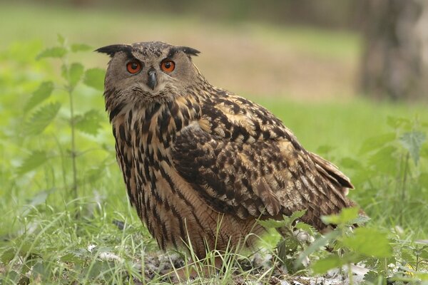 The owl bird walks on the grass