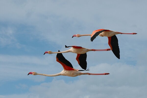 Tres flamencos vuelan maravillosamente