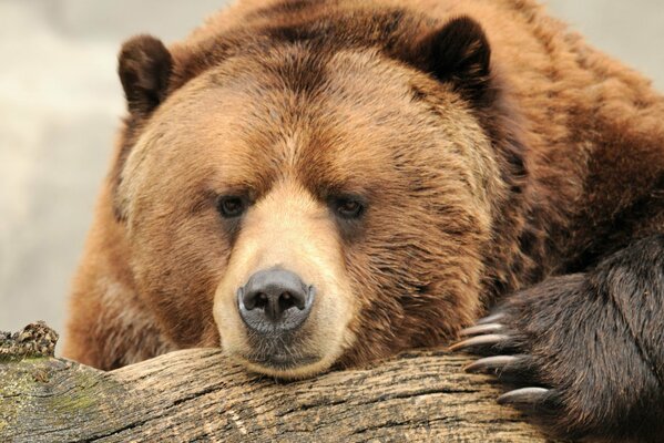 Un ours brun avec d énormes griffes regarde derrière une bûche