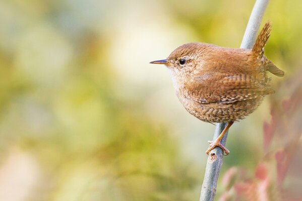 Autumn background with a bird on a branch