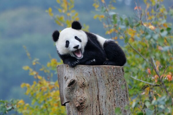 Bébé Panda se repose sur une souche d arbre