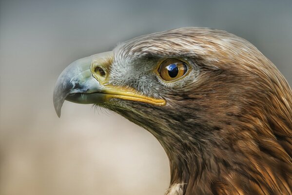 Uccello rapace, foto di profilo