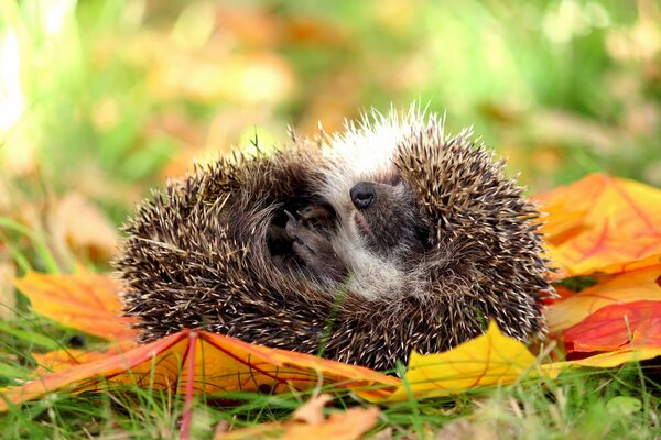 Desktop wallpapers hedgehog in autumn