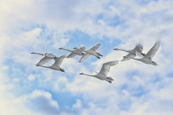 Cygnes blancs volent dans le ciel nuageux