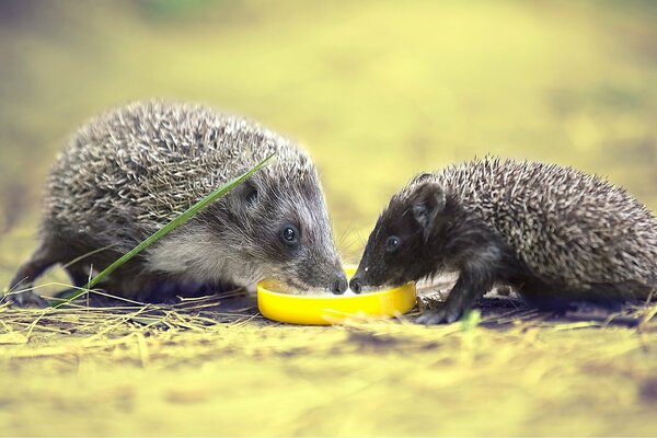 Hedgehogs drink water