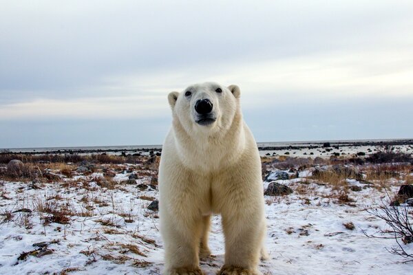 Oso polar mirando a la cámara