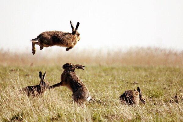 Hares trotters frolic in the field
