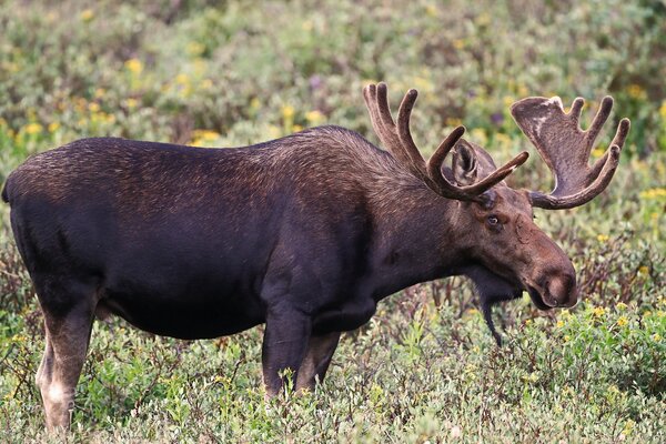 Moose with huge beautiful horns