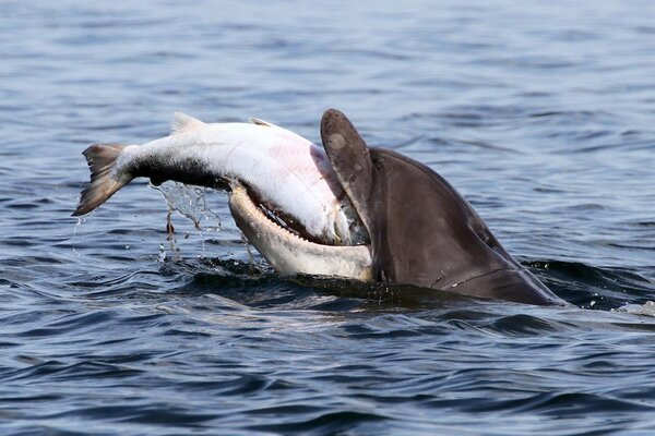 Caccia al salmone dei delfini nel Morey Firth Bay