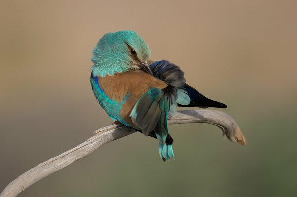 Foto eines schönen Vogels auf einem einfarbigen Hintergrund