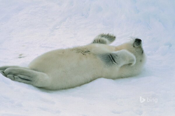 Le petit phoque est couché sur la neige