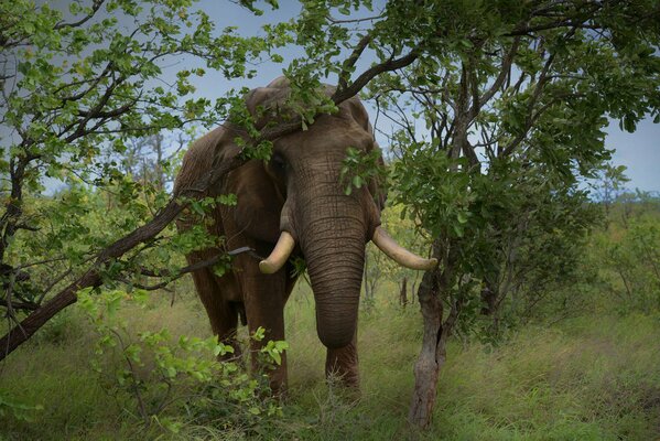 A beautiful elephant with tusks looks out from behind a tree