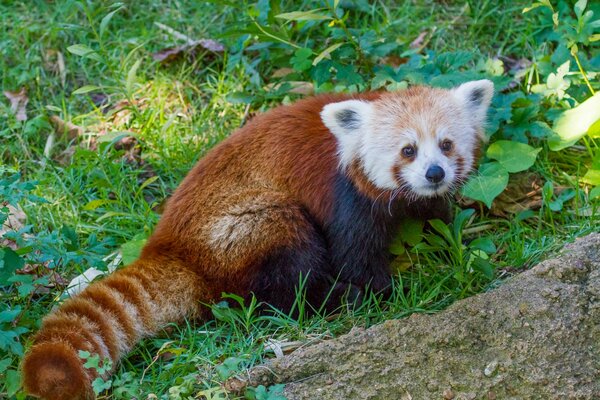 A red panda with a white muzzle sitting on the grass