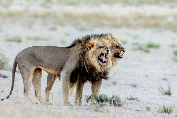 Lions in the wild in Africa